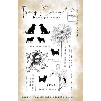Tracy Evans Stempel - Beauty Surrounds Us